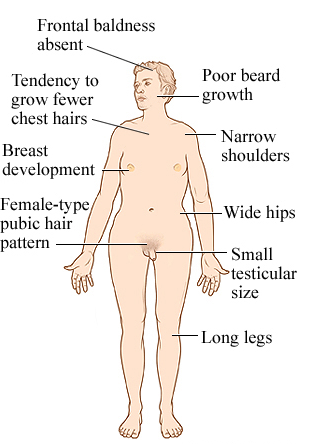 What does testosterone do to the body