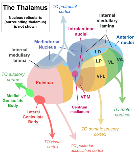 Centromedian Nucleus