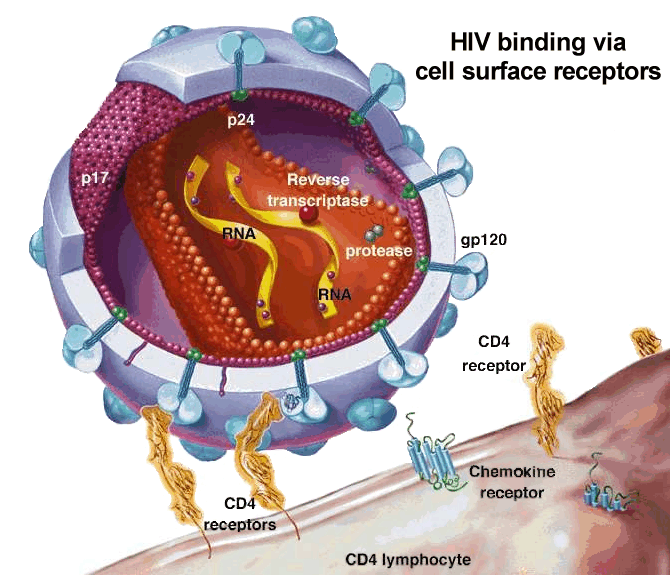 Human Immunodeficiency Virus — Medlibes: Online Medical ...